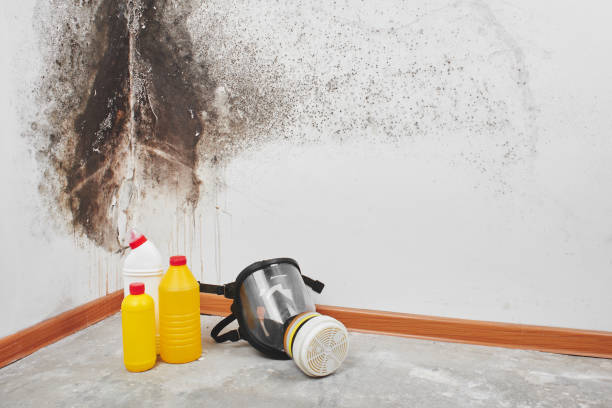 Best Localized Mold Remediation (e.g., coastal areas, humid climates) in Stevens Point, WI
