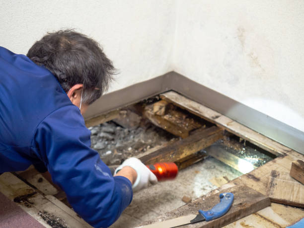 Best Post-Remediation Services in Stevens Point, WI