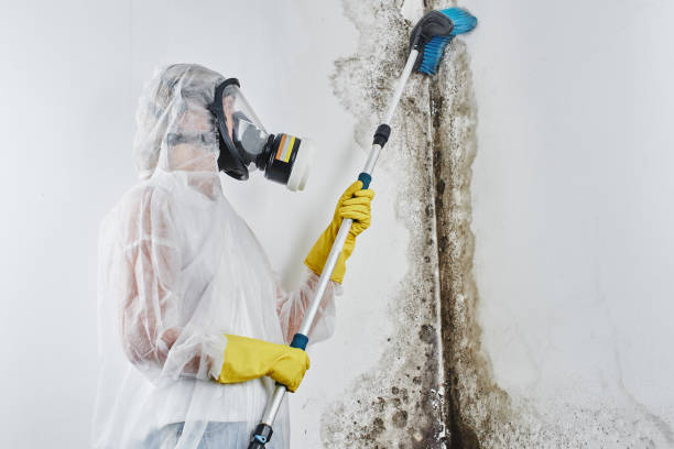 Best Post-Flood Mold Remediation in Stevens Point, WI