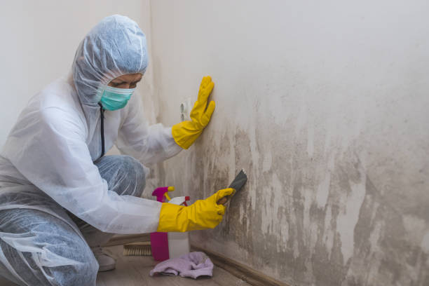Best White Mold Remediation in Stevens Point, WI