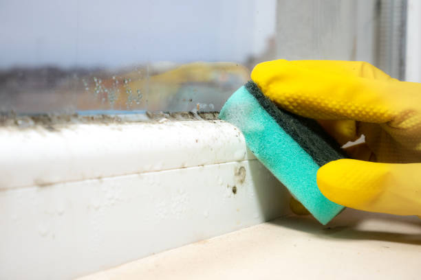 Best Insurance-Related Mold Remediation in Stevens Point, WI