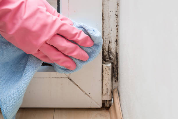 Best Residential Mold Remediation in Stevens Point, WI