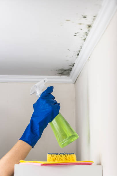 Best Residential Mold Remediation in Stevens Point, WI